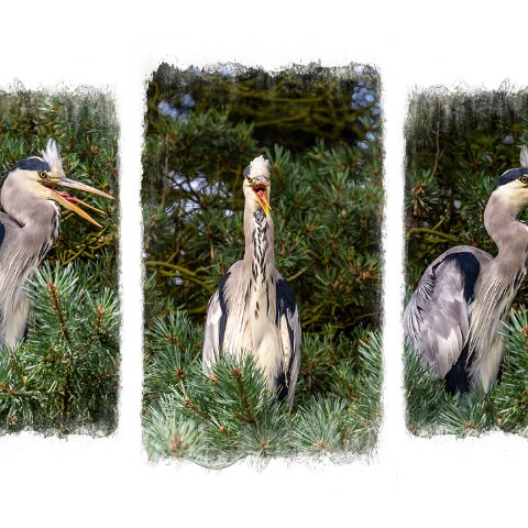 Grey-Heron-3