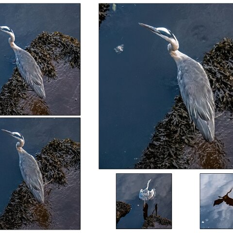 Grey-Heron-4