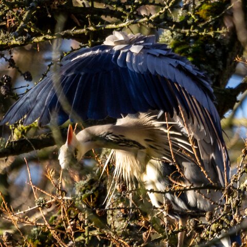 Grey-Heron-6