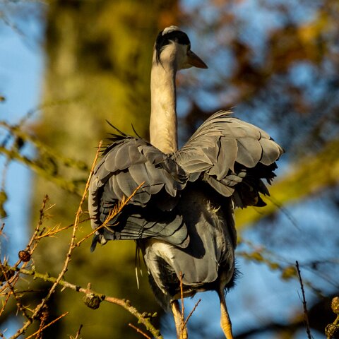 Grey-Heron-7