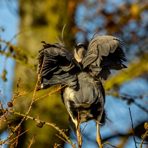 Grey-Heron-8