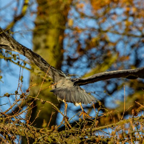 Grey-Heron-9