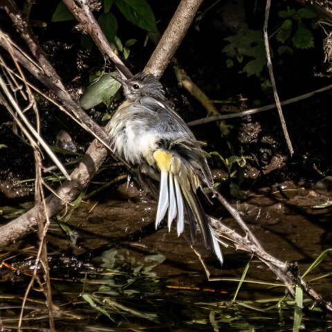 Grey-Wagtail-1