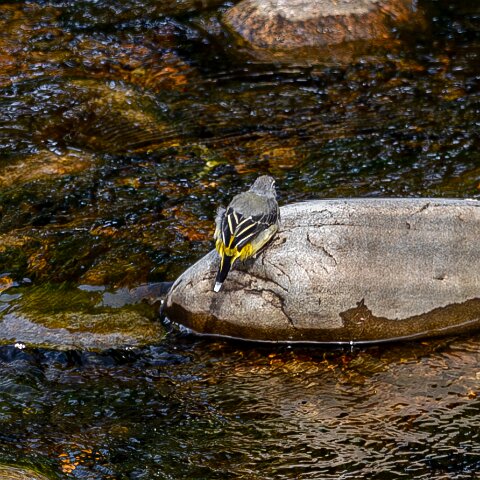 Grey-Wagtail-18