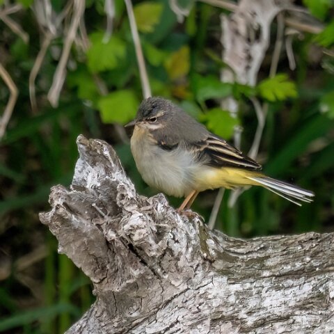 Grey-Wagtail-8