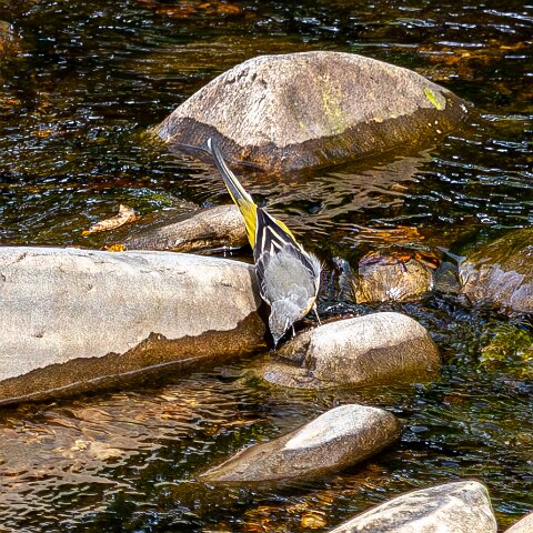 Grey-wagtail-10
