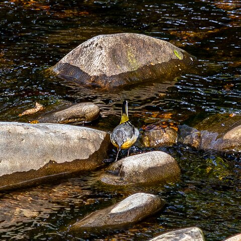 Grey-wagtail-11