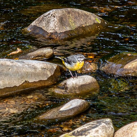 Grey-wagtail-12