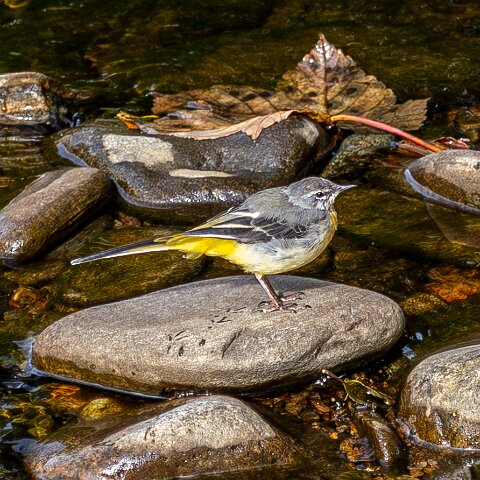 Grey-wagtail-13