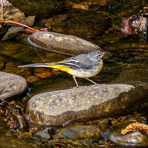 Grey-wagtail-14