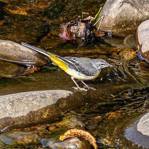 Grey-wagtail-15