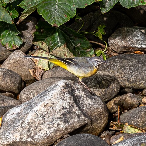 Grey-wagtail-16