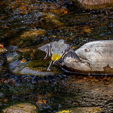 Grey-wagtail-17