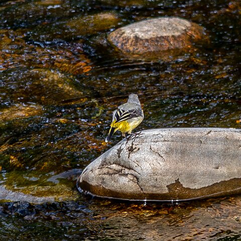 Grey-wagtail-19