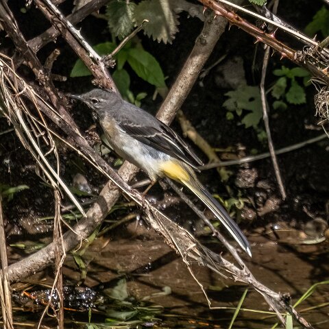 Grey-wagtail-2