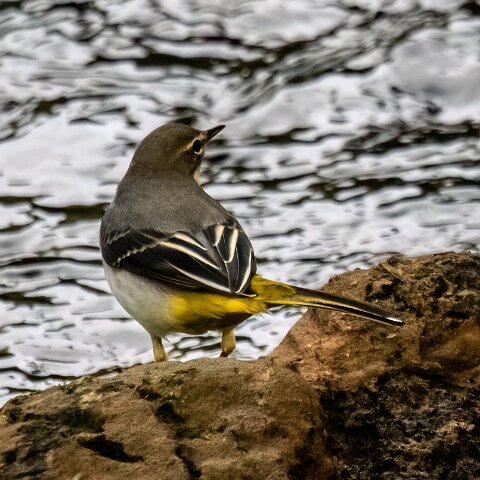 Grey-wagtail-3