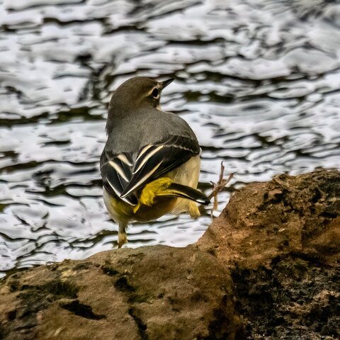 Grey-wagtail-4