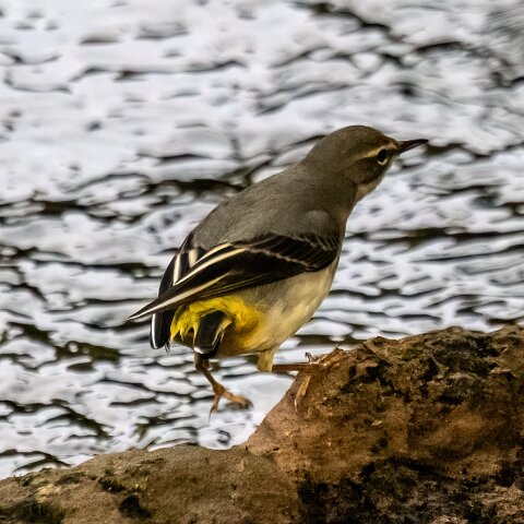 Grey-wagtail-5