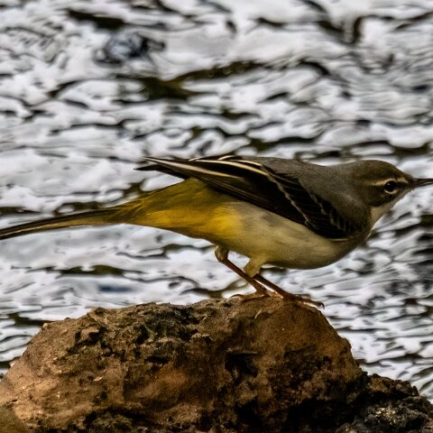 Grey-wagtail-6
