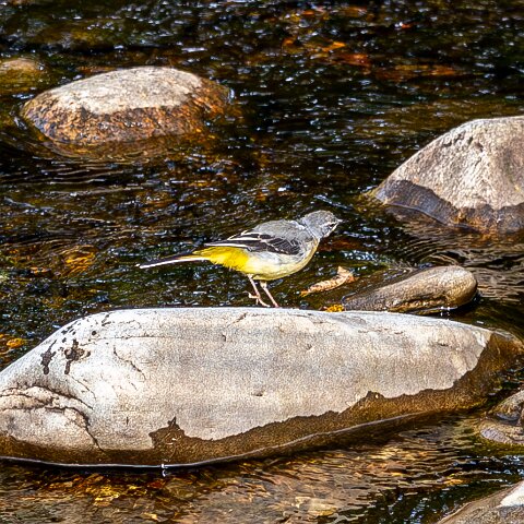 Grey-wagtail-9