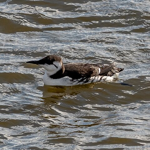 Guillemot-1