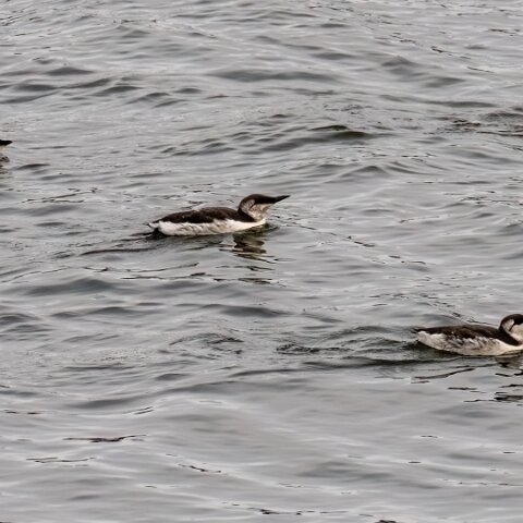 Guillemot-11
