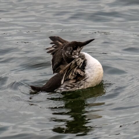 Guillemot-12