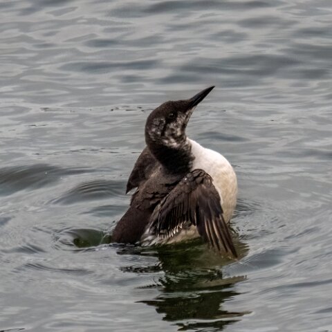 Guillemot-13