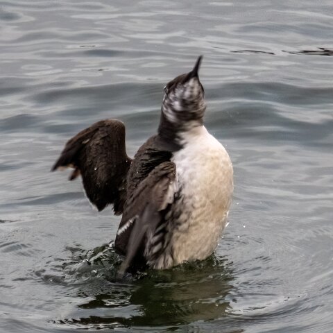Guillemot-14