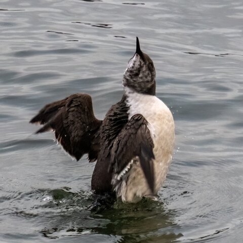Guillemot-15