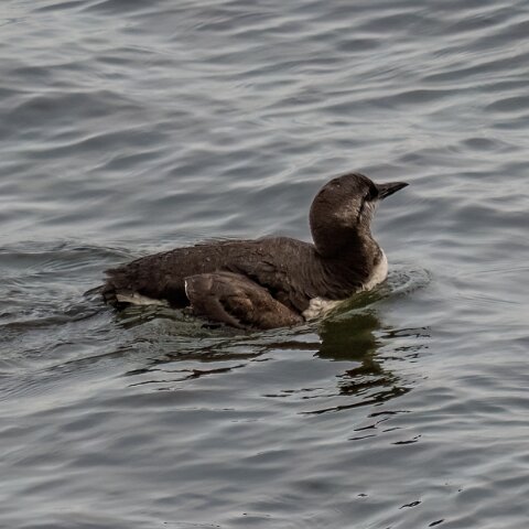 Guillemot-17