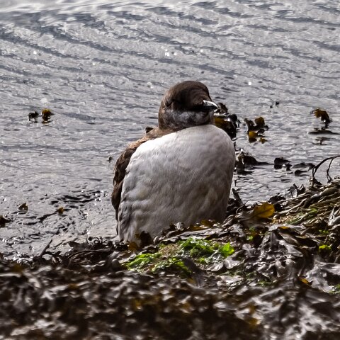 Guillemot-18