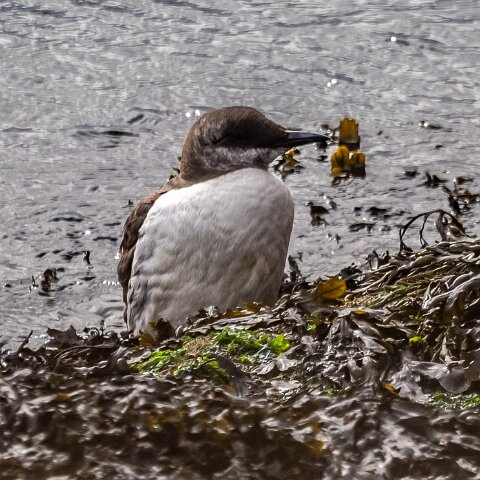 Guillemot-19