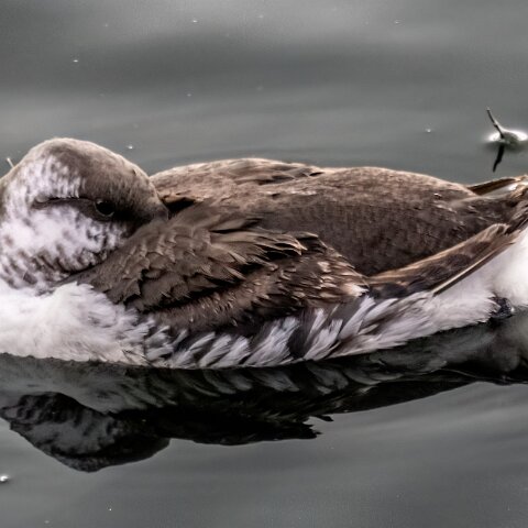 Guillemot-2