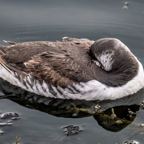 Guillemot-3