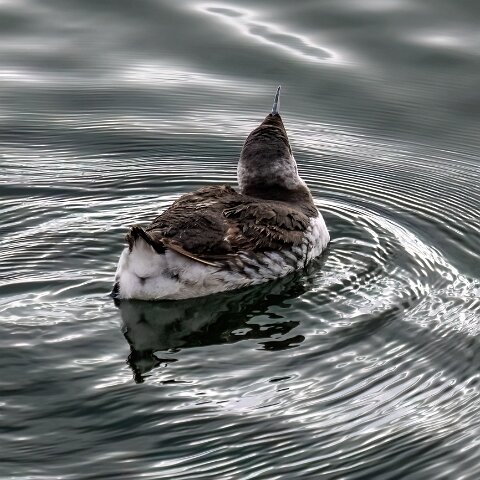 Guillemot-4