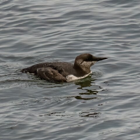 Guillemot-9