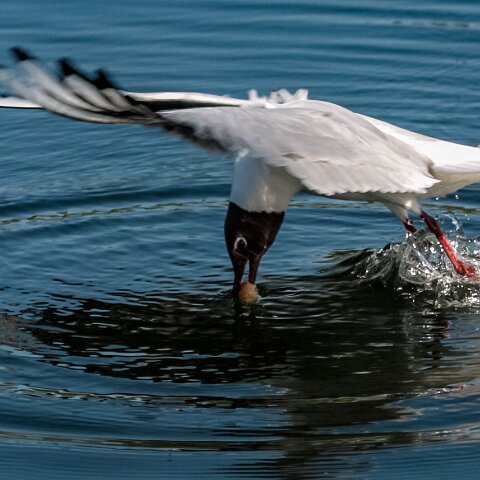 Gull-Black-Headed-10