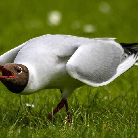 Gull-Black-Headed-11