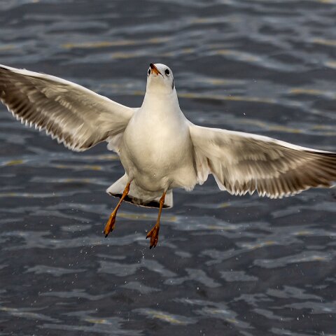 Gull-Black-Headed-12
