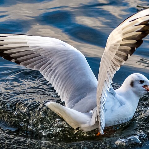 Gull-Black-Headed-13