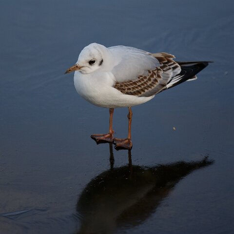 Gull-Black-Headed-14