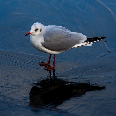 Gull-Black-Headed-15