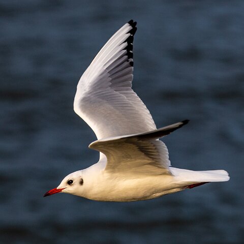 Gull-Black-Headed-16