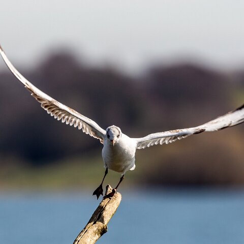 Gull-Black-Headed-17