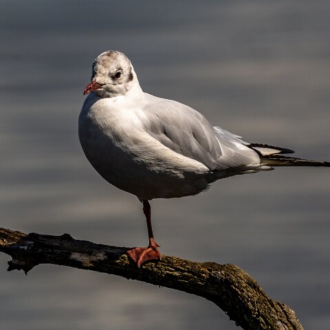 Gull-Black-Headed-18