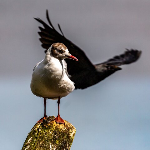 Gull-Black-Headed-19
