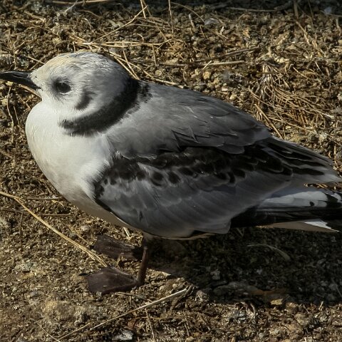 Gull-Black-Headed-2