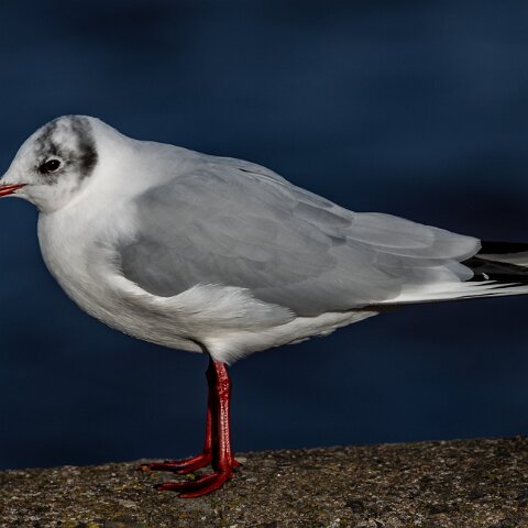 Gull-Black-Headed-20