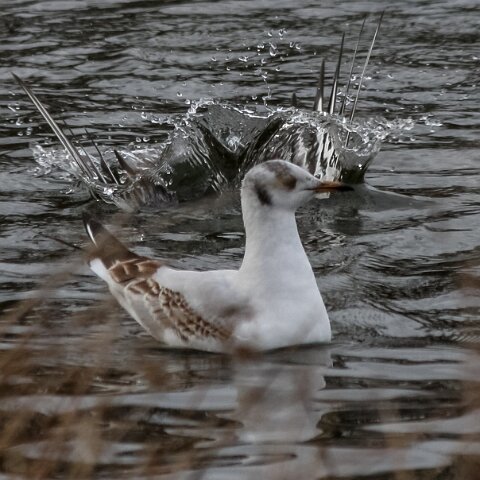 Gull-Black-Headed-3